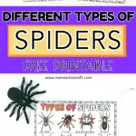 different species of spiders worksheet