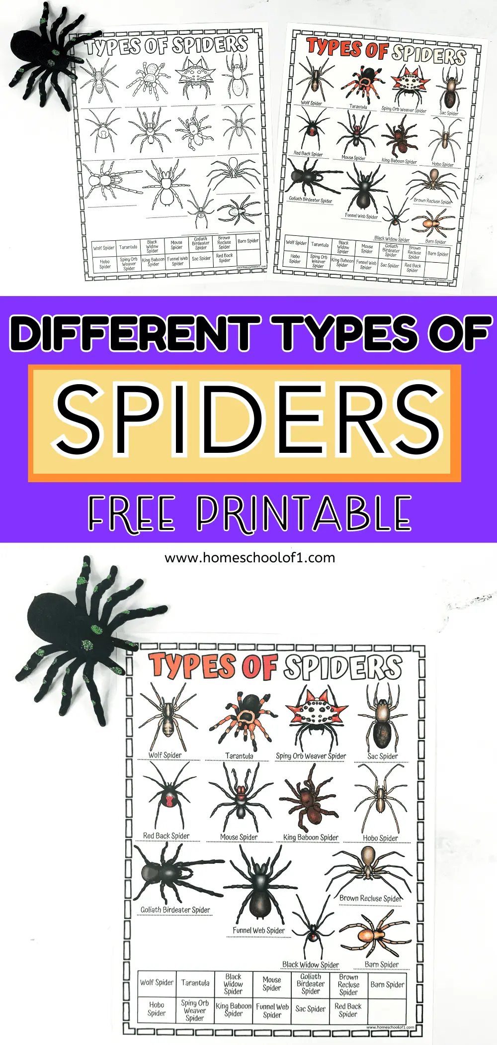 different species of spiders worksheet