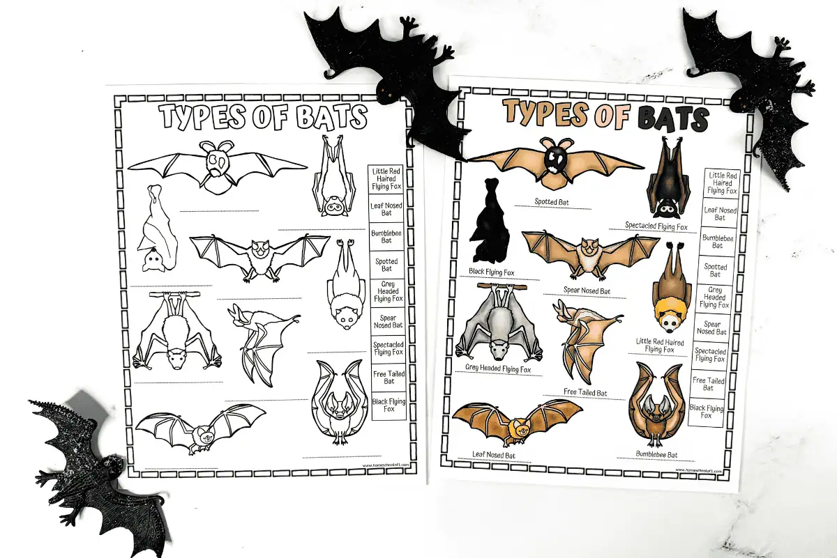 different types of bats worksheet