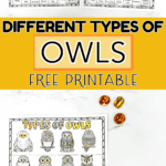 different types of owls worksheet