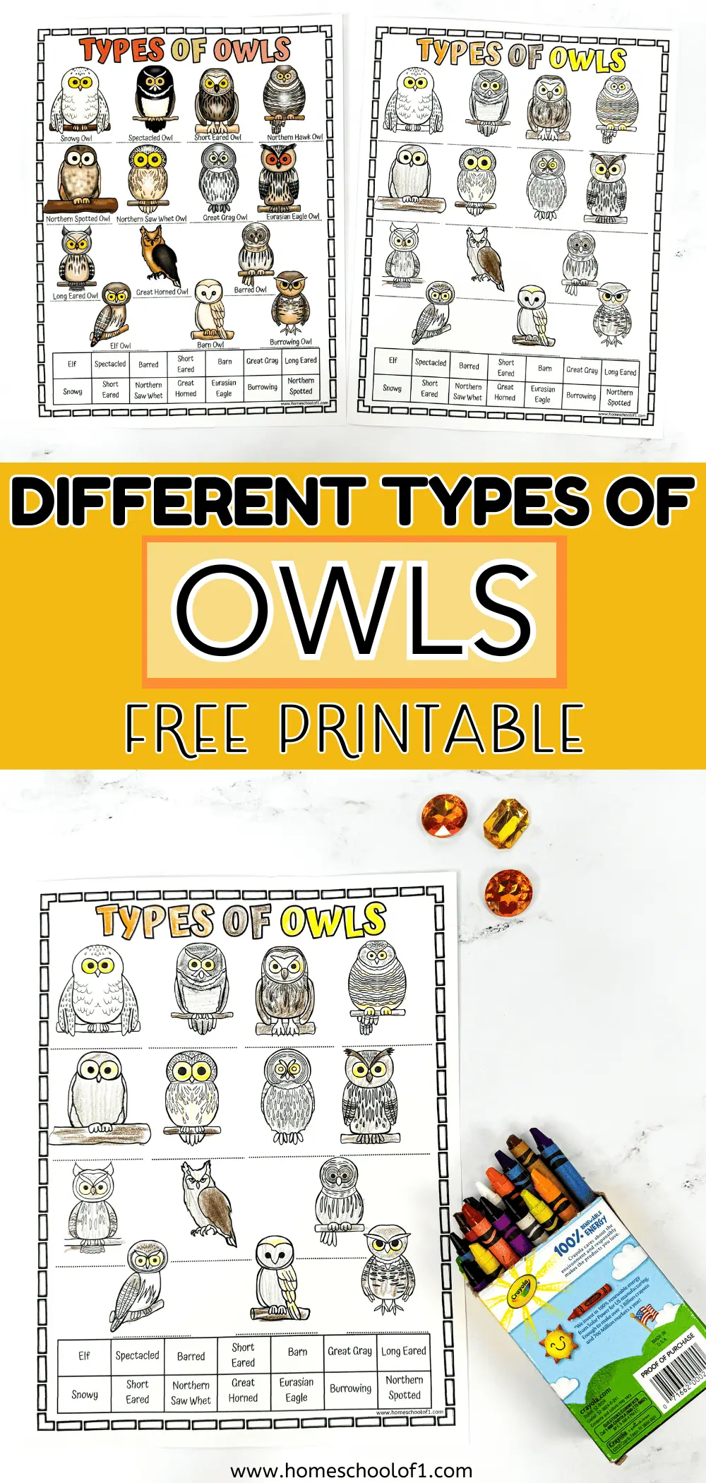 different types of owls worksheet