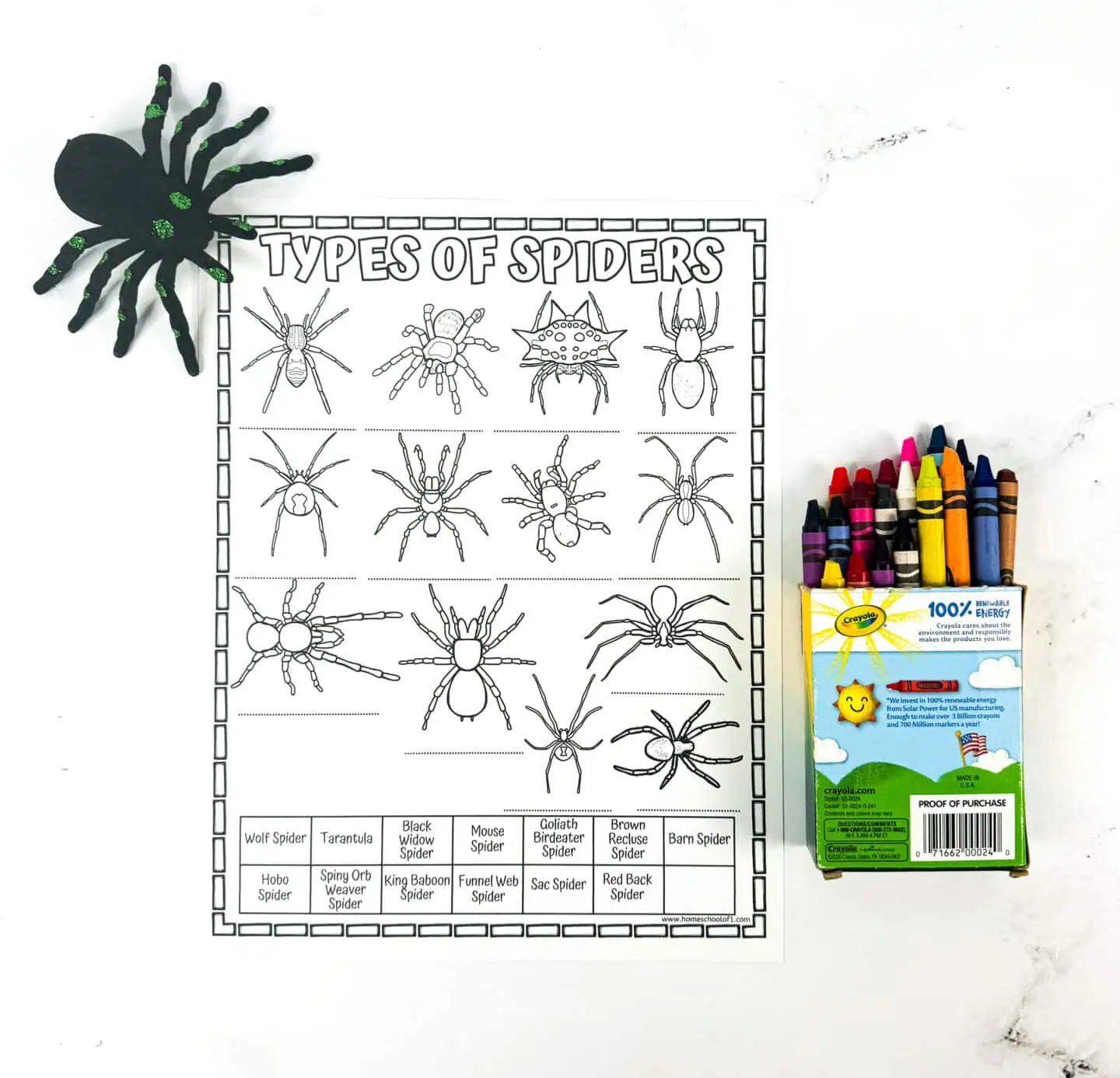 Spider Worksheet for Kids (Identify Different Types of Spiders)