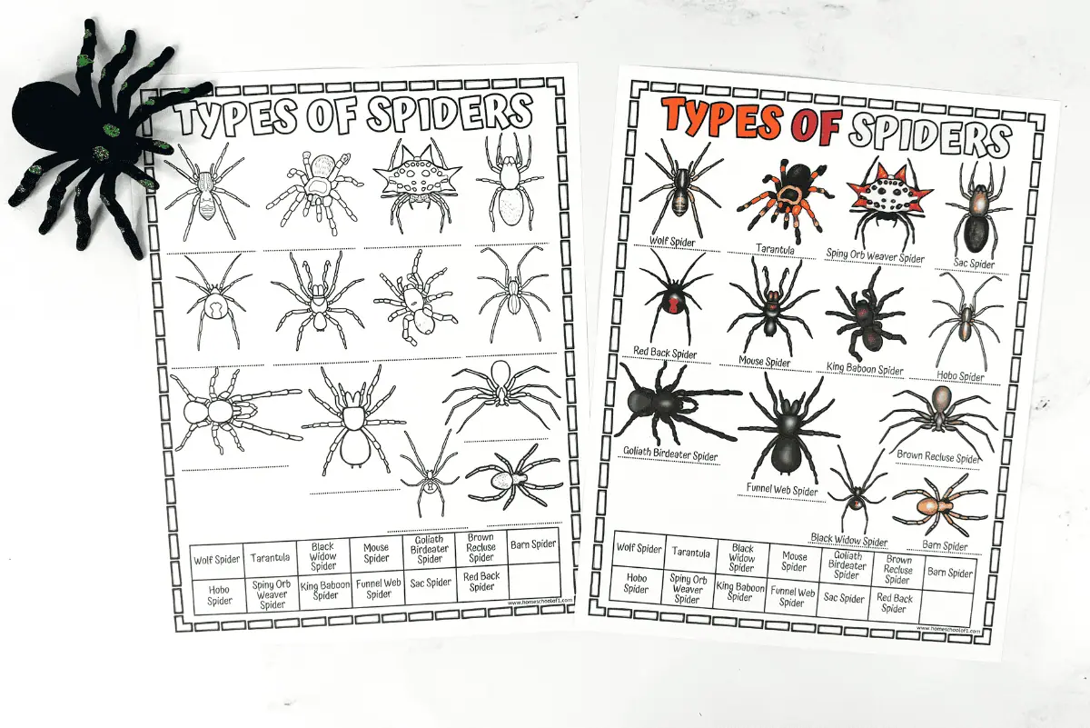 spider species worksheet