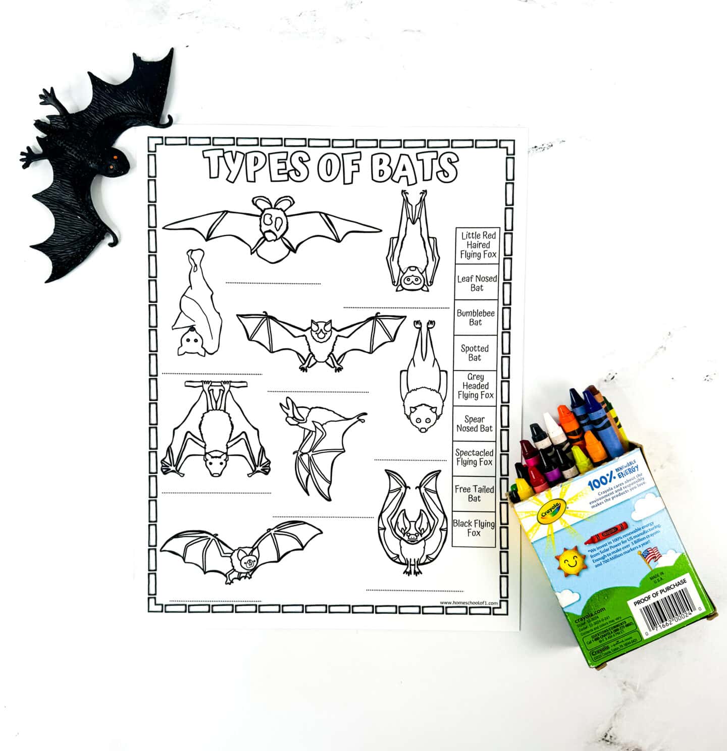 types of bat worksheet