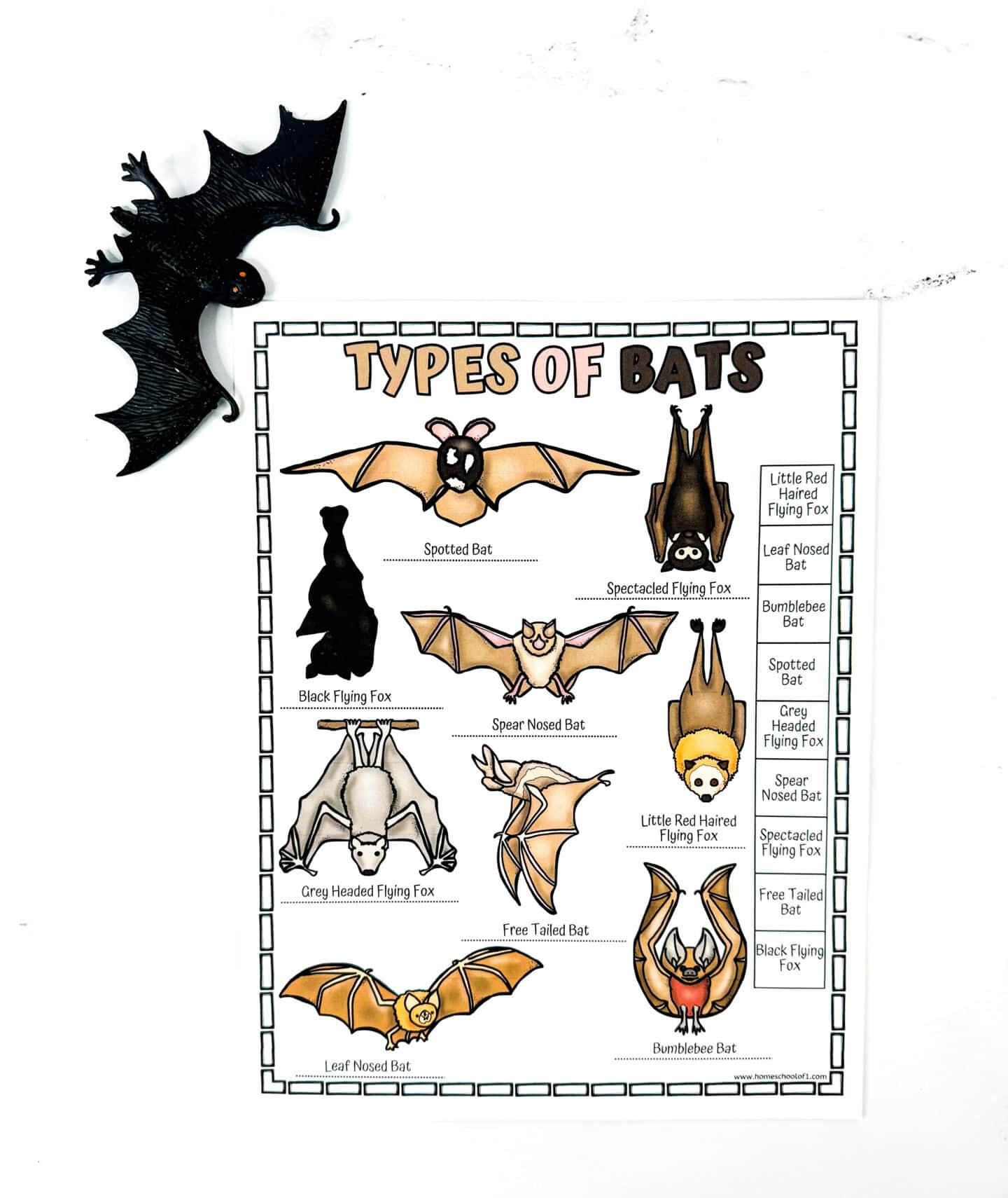 types of bats poster