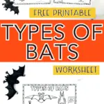 types of bats worksheet