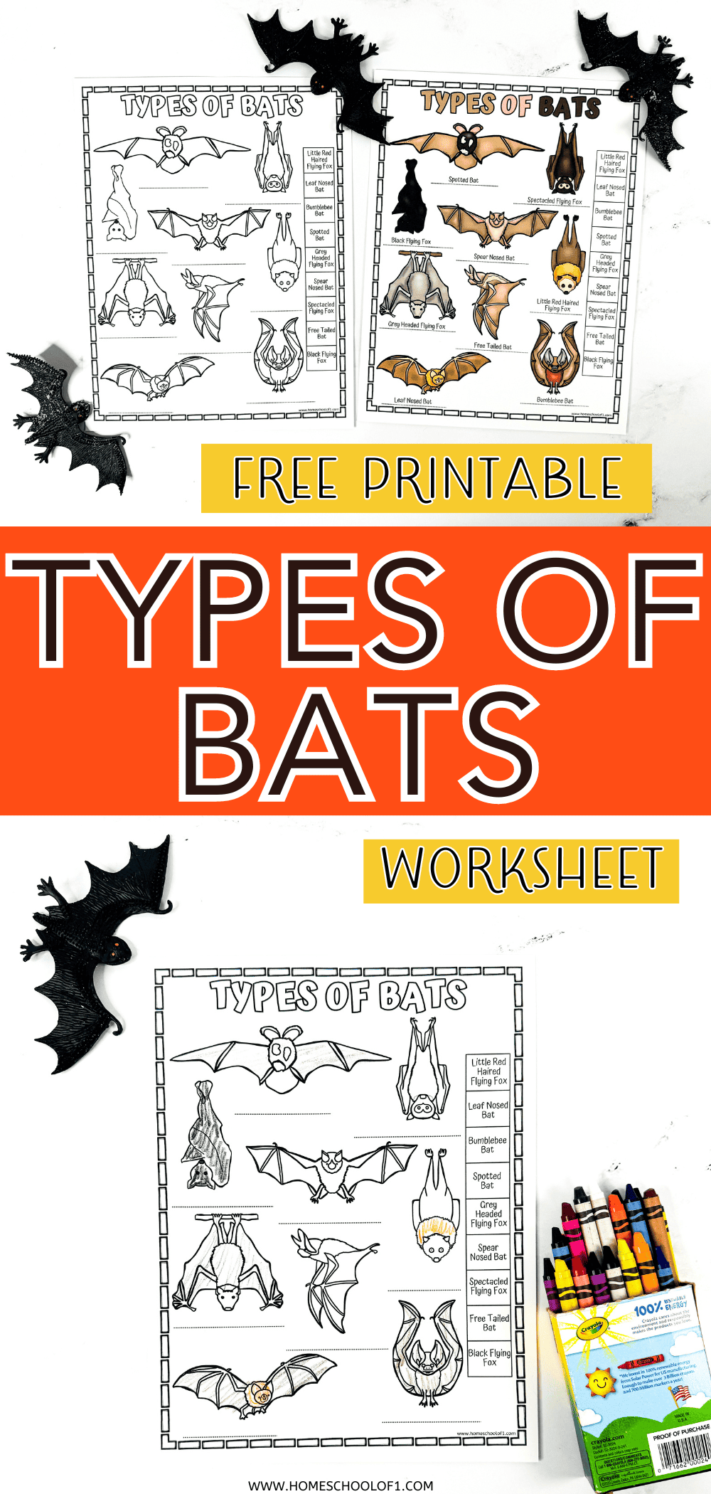 types of bats worksheet