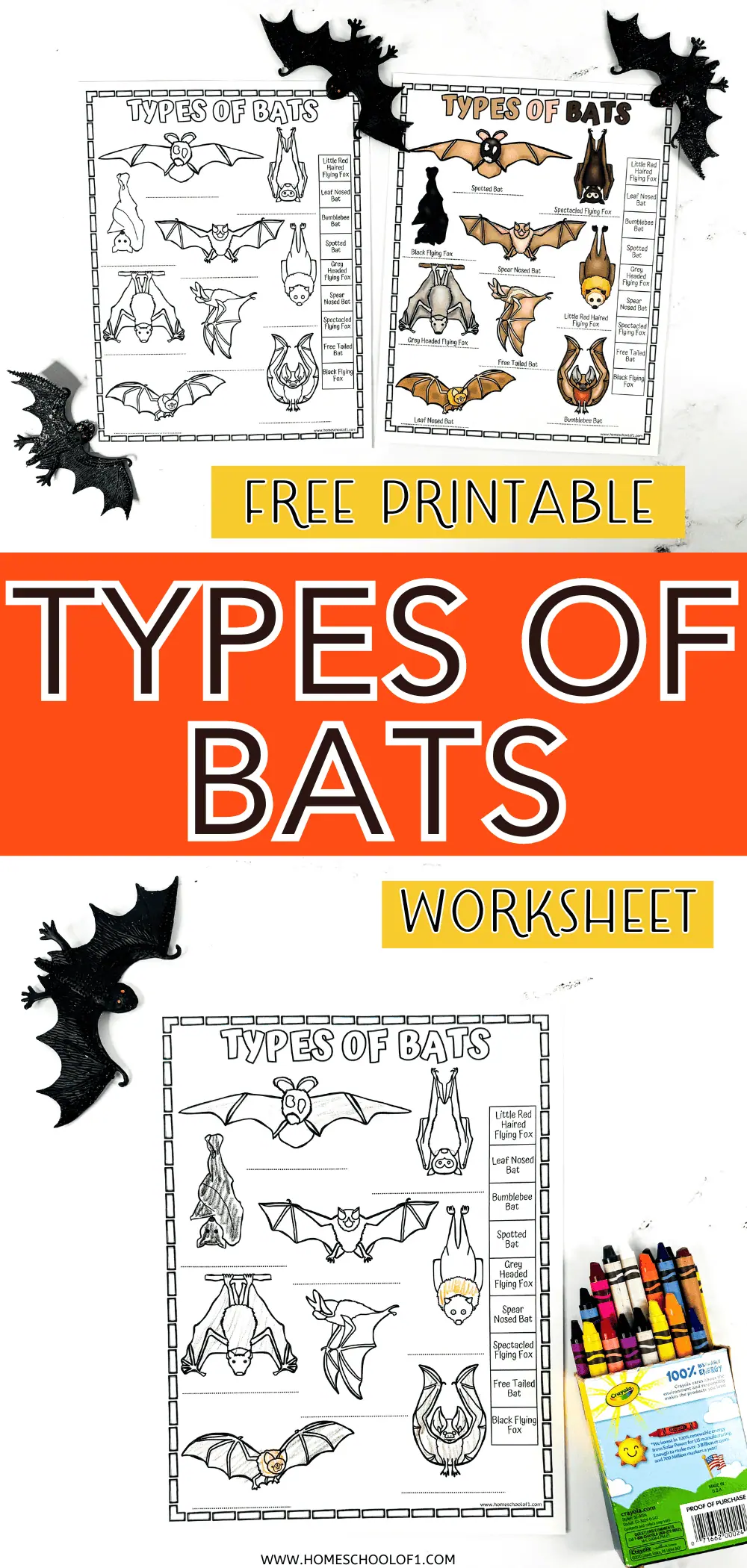 types of bats worksheet