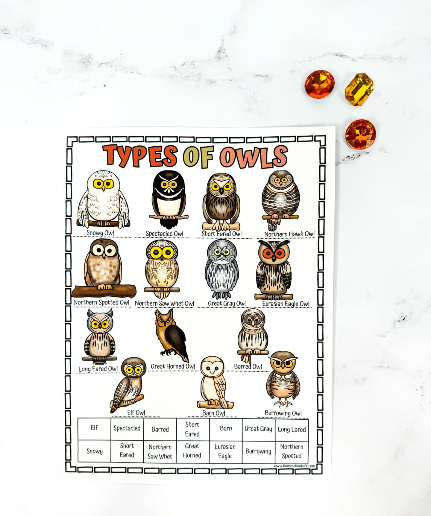 types of owls poster