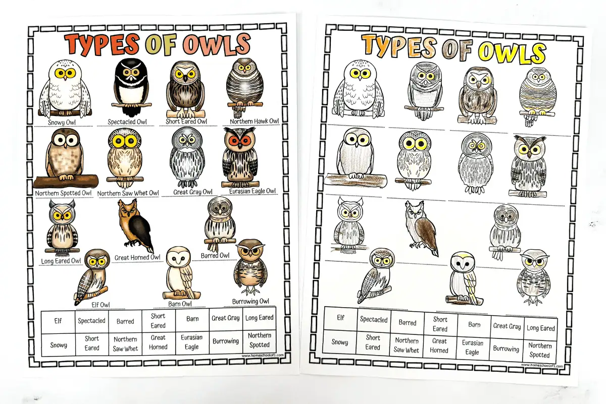 types of owls worksheet