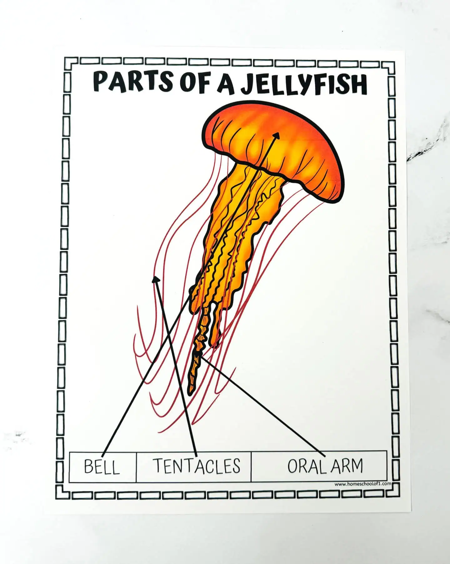 anatomy of a jellyfish printable