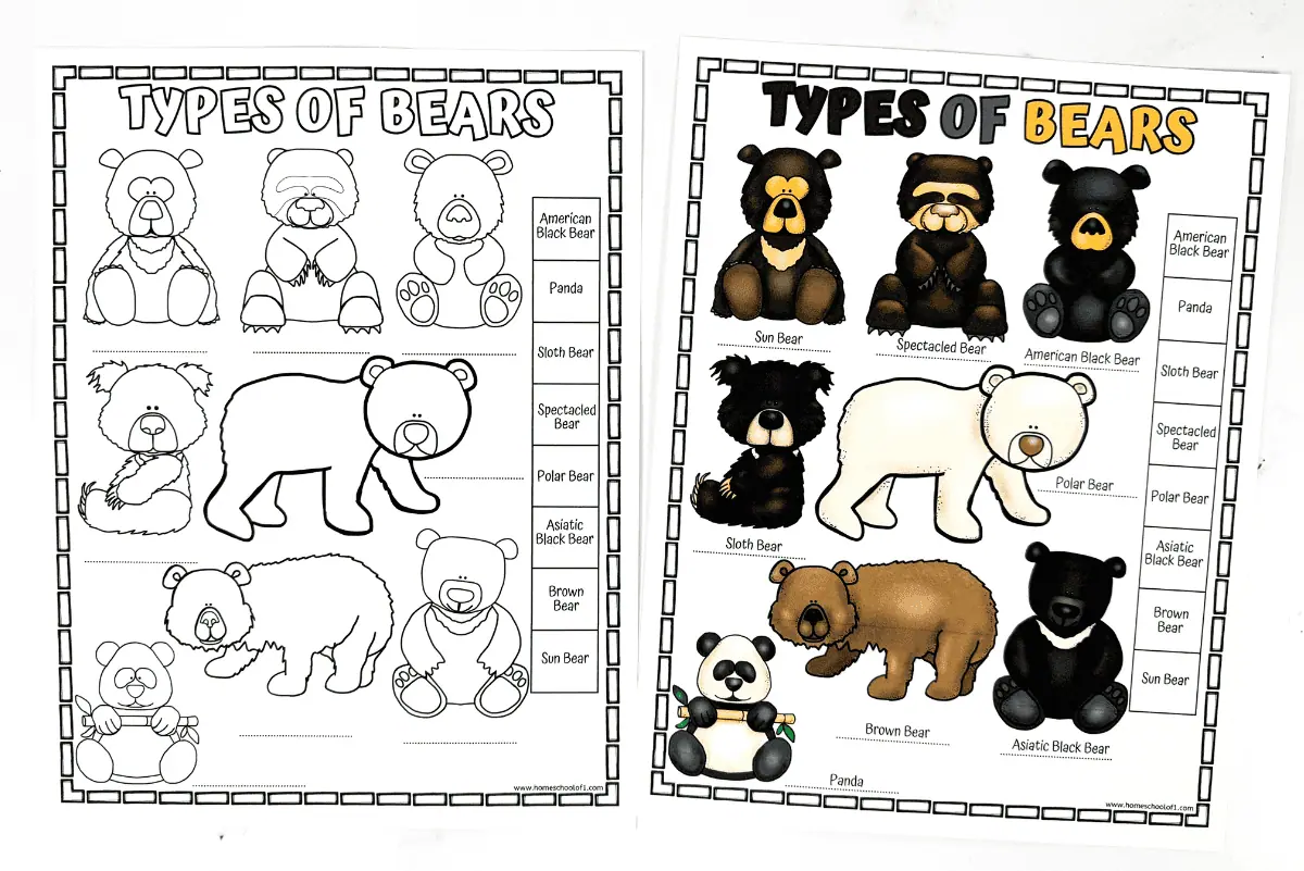 different types of bears worksheet