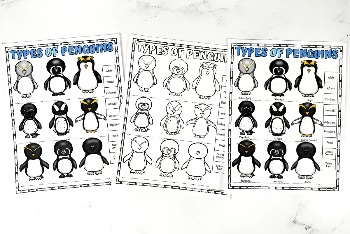 different types of penguins worksheets