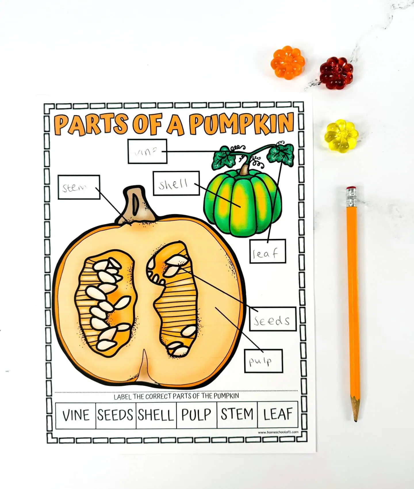 free parts of a pumpkin worksheet