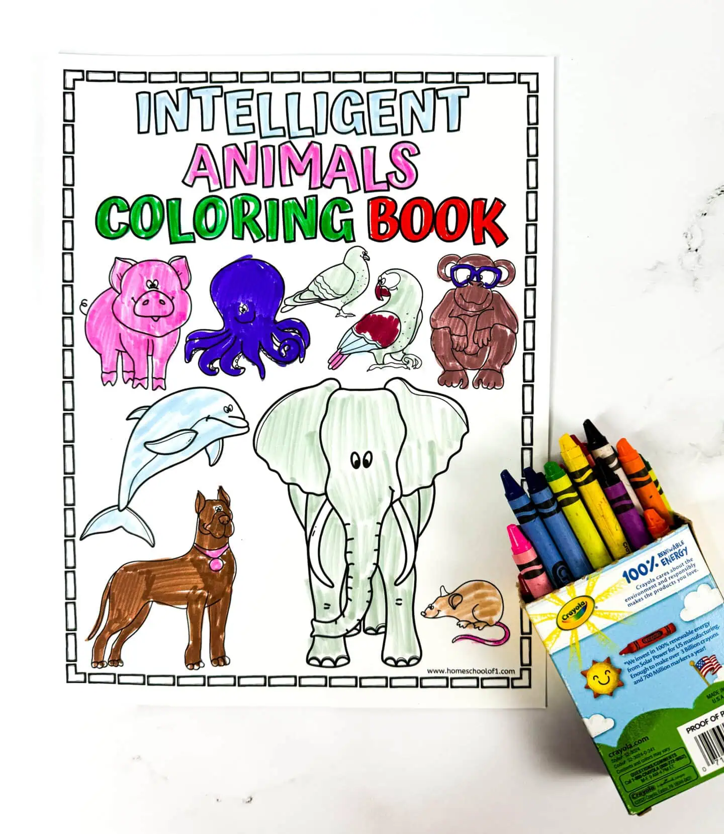 intelligent animals coloring book