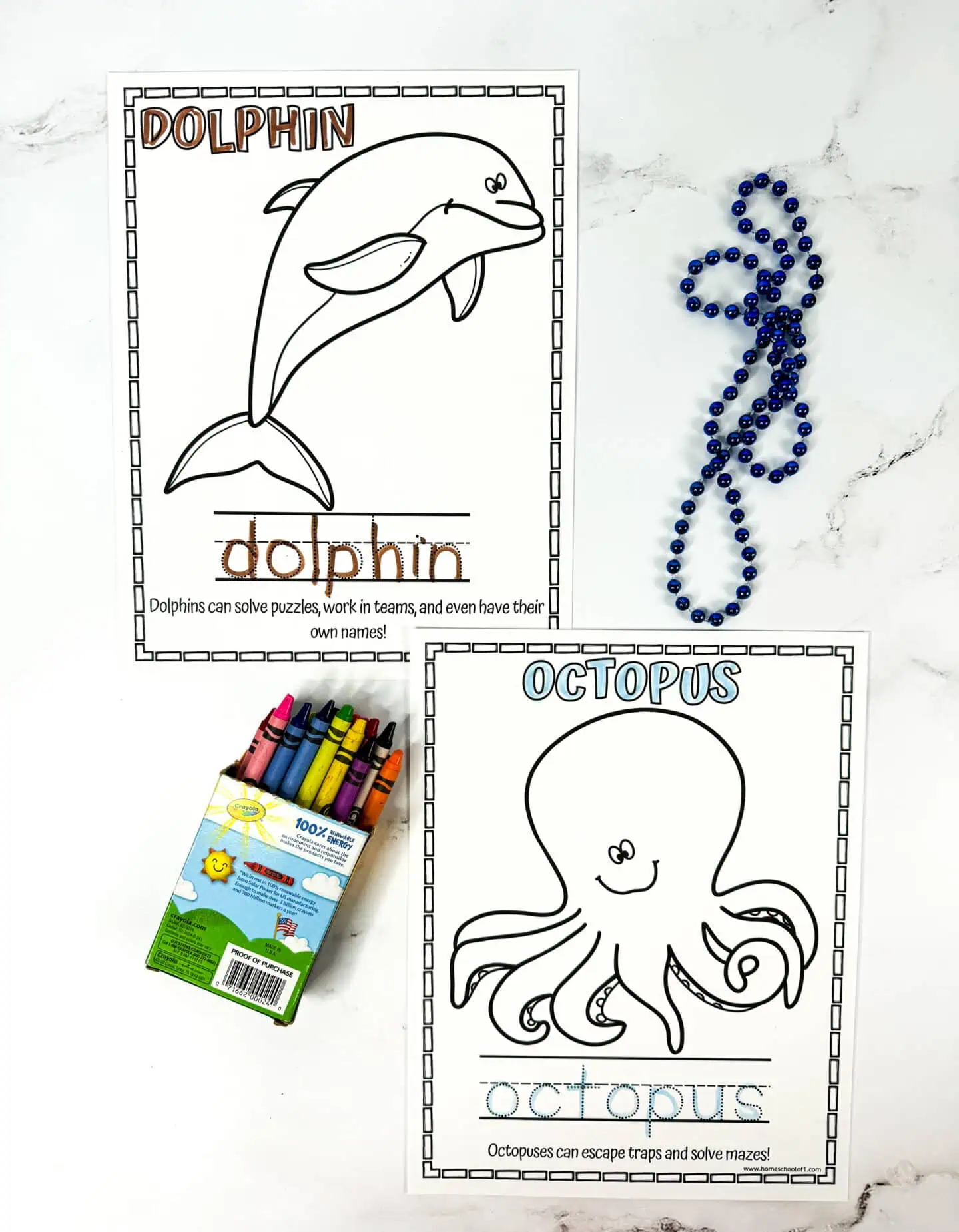 intelligent animals dolphin octopus