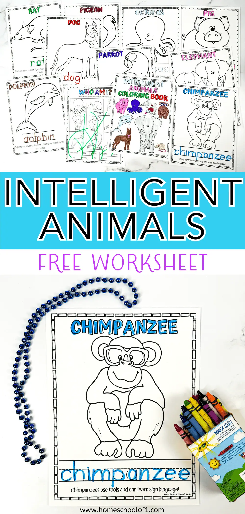 intelligent animals worksheet