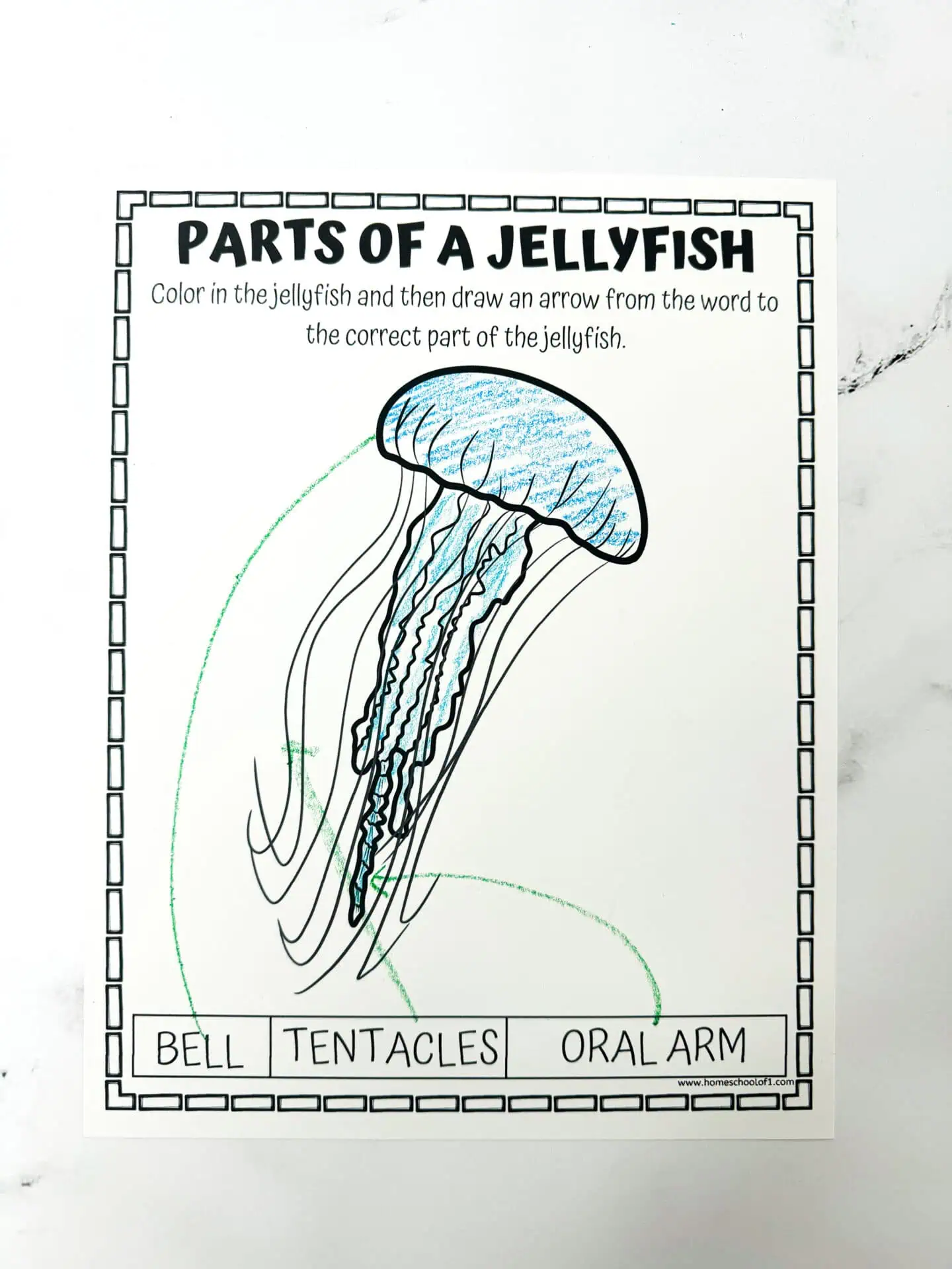 parts of a jellyfish coloring page