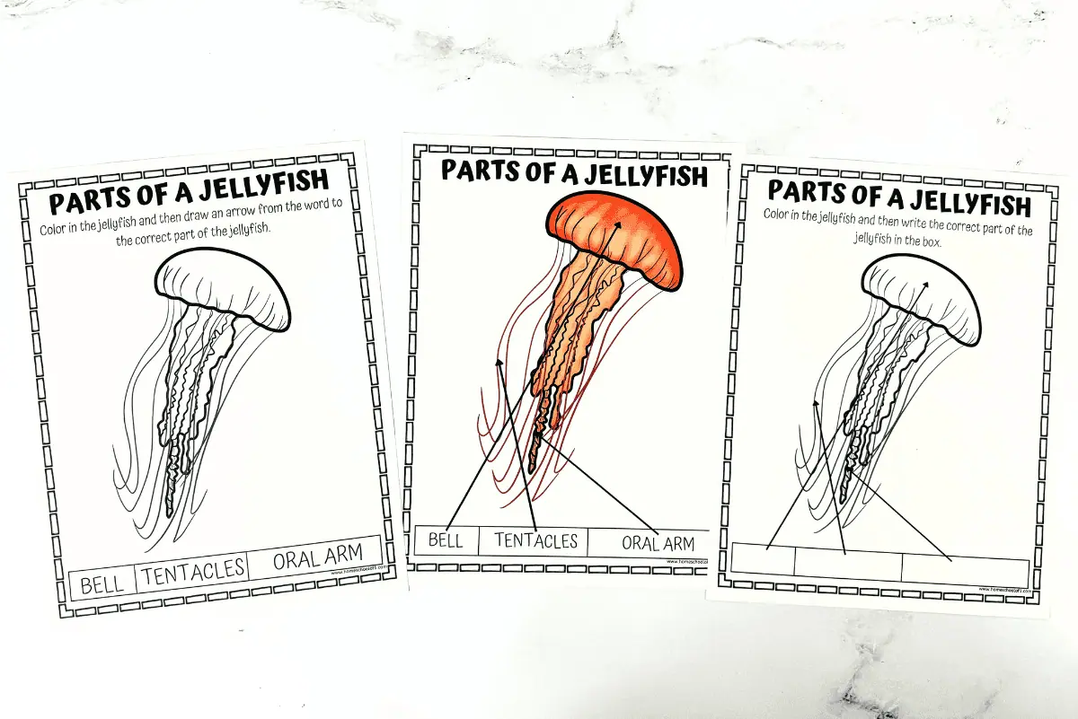 parts of a jellyfish printables