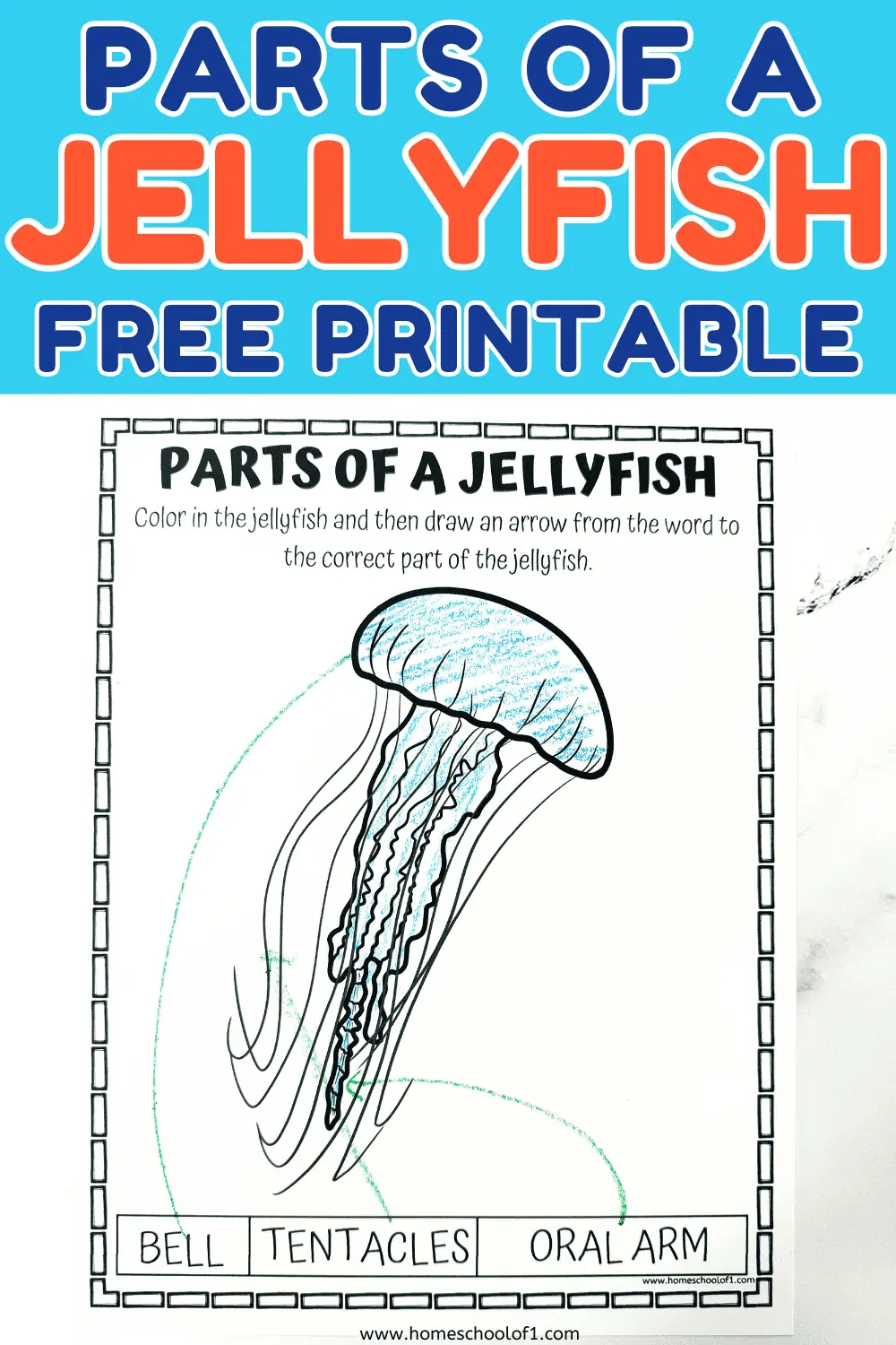 parts of a jellyfish worksheet