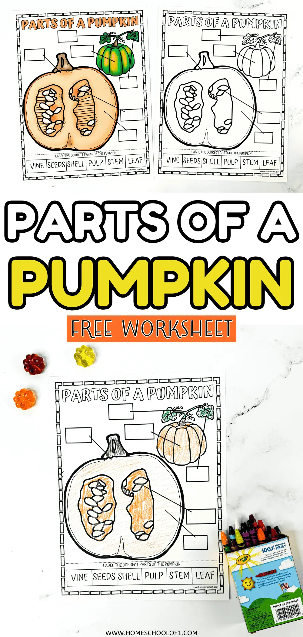 parts of a pumpkin worksheet