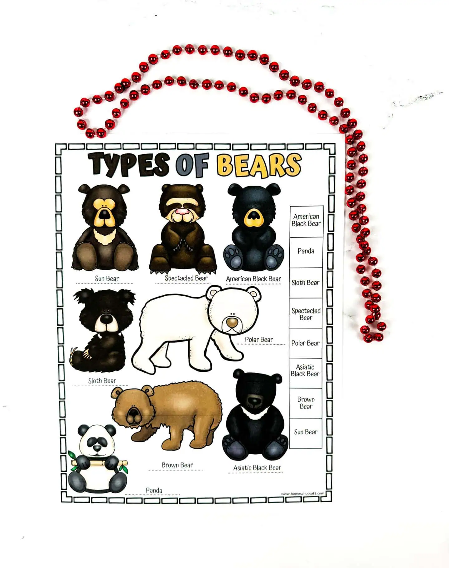 types of bears poster