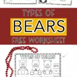 types of bears worksheet