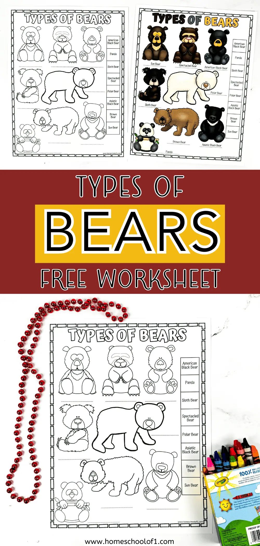 types of bears worksheet