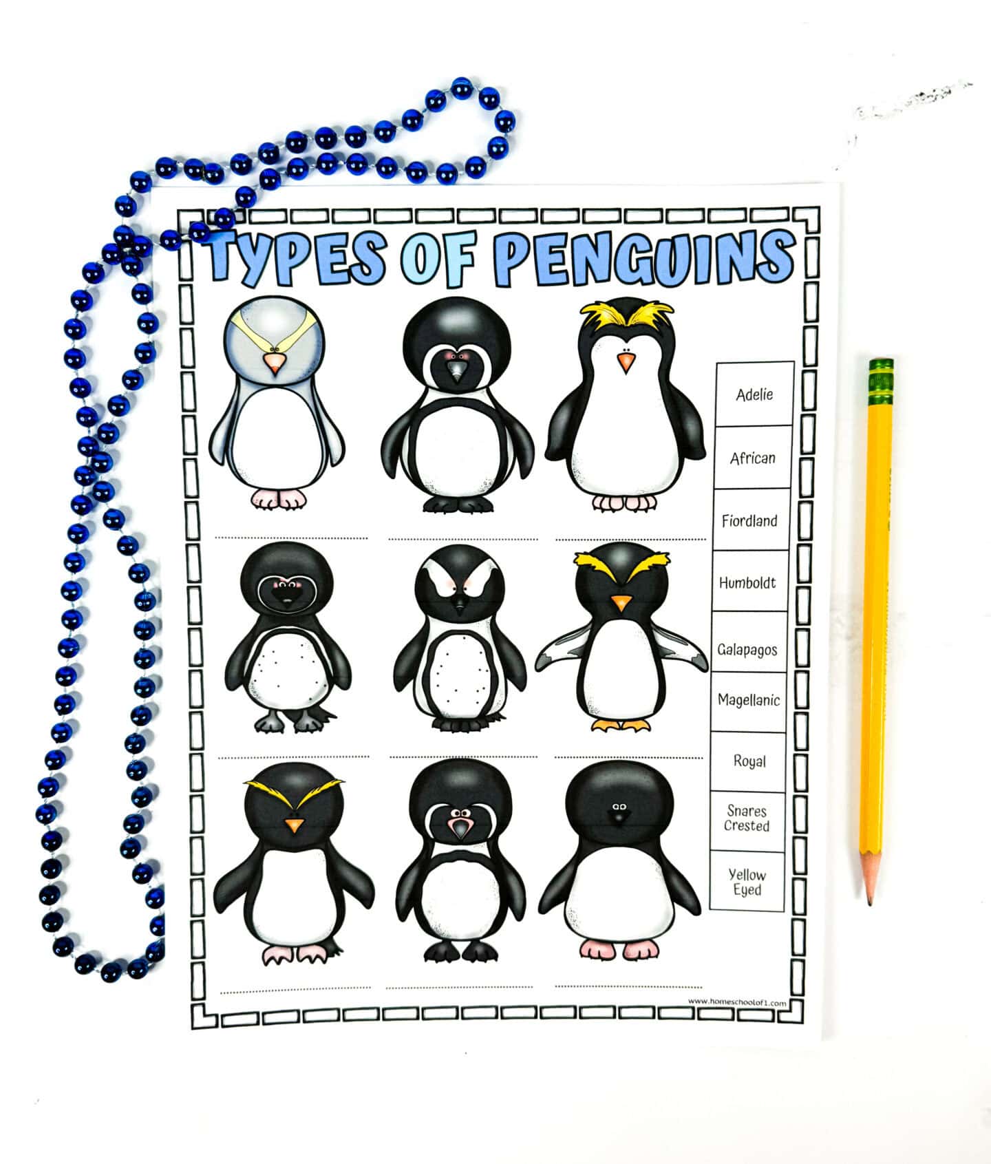 types of penguins worksheet