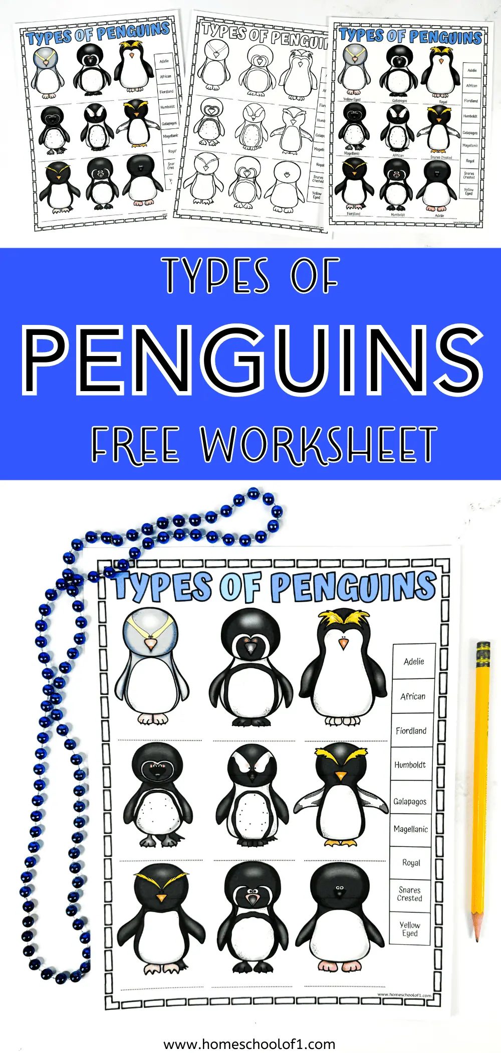 types of penguins worksheet