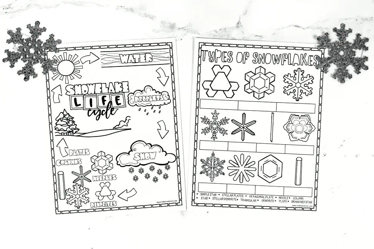 snowflake life cycle worksheet